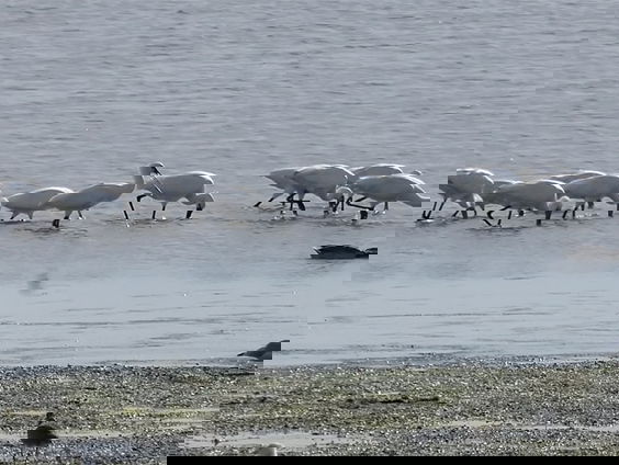Vogeltrek op de Marker Wadden