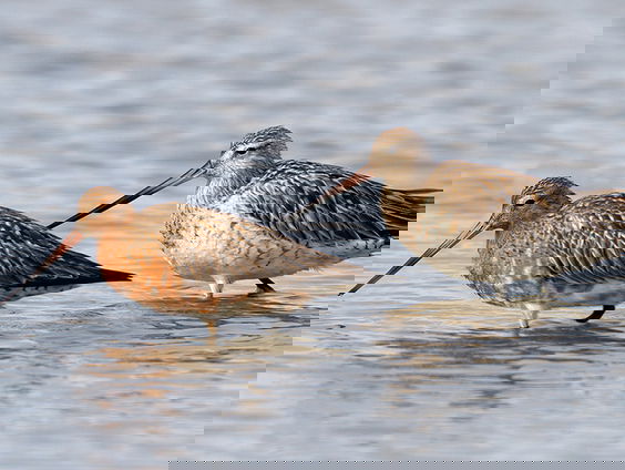 Wat kunnen wij leren van dieren die navigeren?
