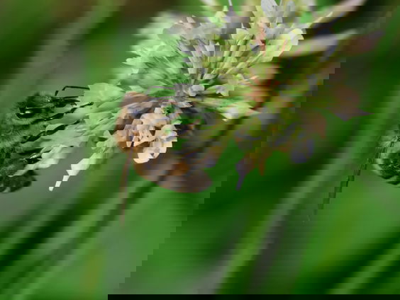 Bijensterfte blijft extreem hoog