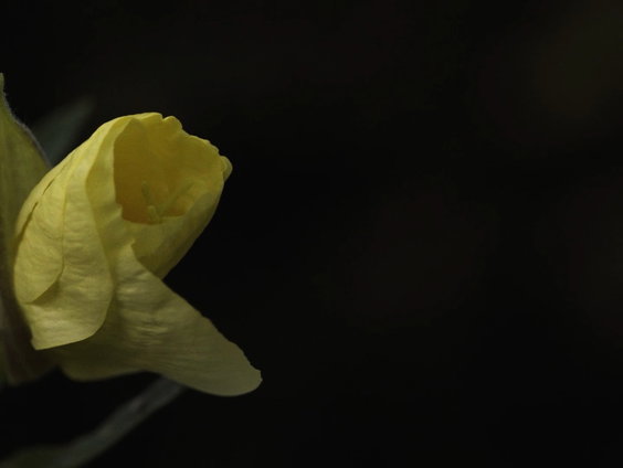 Teunisbloem bloeit elke avond opnieuw