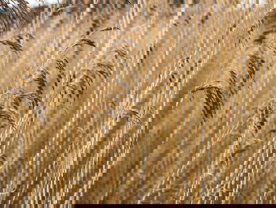 Boswachter Arjan Postma maakt zich zorgen over de droogte: 'Zet een bakje water in je tuin voor de insecten'