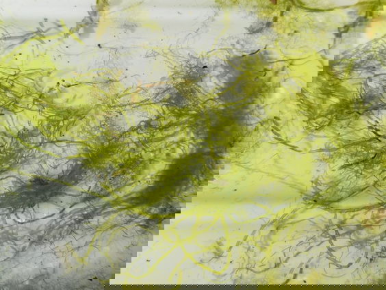 Drie nieuwe wierensoorten voor Nederland ontdekt