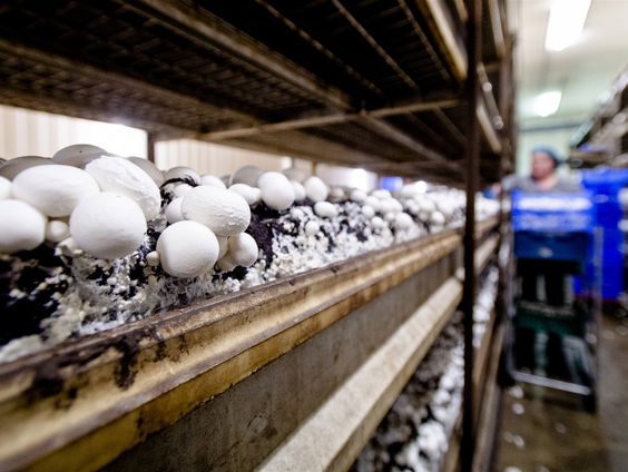 Hoe we afvalwater kunnen zuiveren met het afval uit de champignonteelt