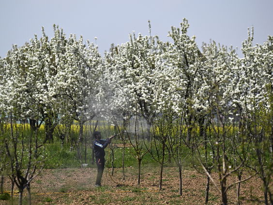 Feit of Fictie: Is de consument nog nooit ziek geworden van pesticiden op groente en fruit?