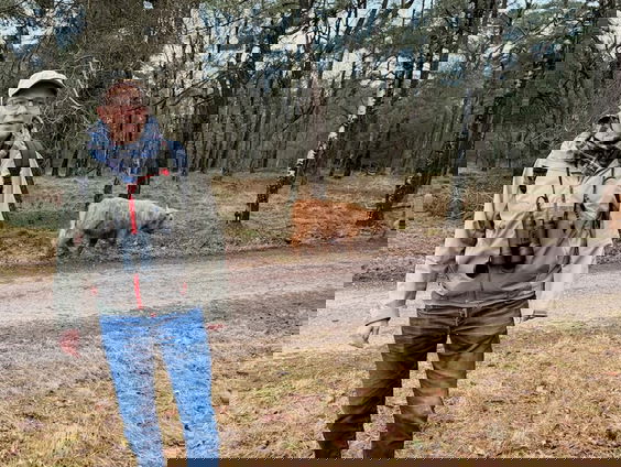 Wild spotten in het Deelerwoud