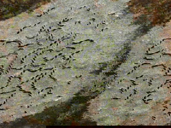 Een kosmos van korstmossen