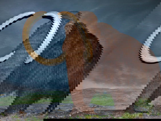 Waarom willen we de mammoet weer tot leven brengen en de moerasslak niet?