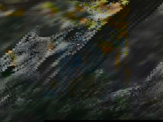 Aanval wolf op dwergpoedel 'verontrustend'