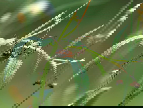 Er zijn veel meer giftige dieren dan we denken: 'Bijna alle spinnen en alle slakken'