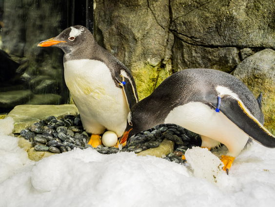 Welke rouwrituelen vinden we in het dierenrijk?