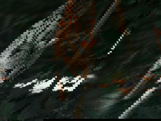 De ontsnapte Serval wordt toch niet afgemaakt na actie van de dierenambulance