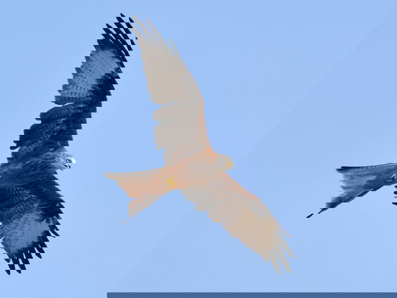 Vogels kijken als universitair vak + filmpje