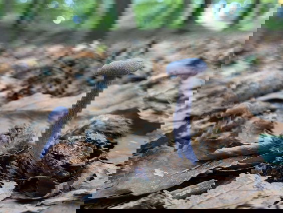 'Eetbare' paddenstoel bevat giftig arseen