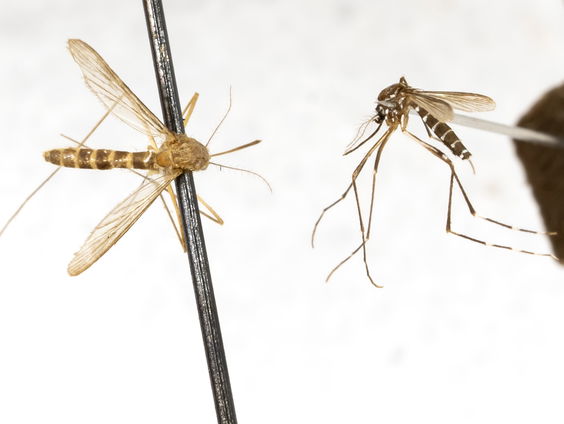 Doorbraak in muggenbestrijding: Gelekoortsmuggen doof en ongevaarlijk gemaakt