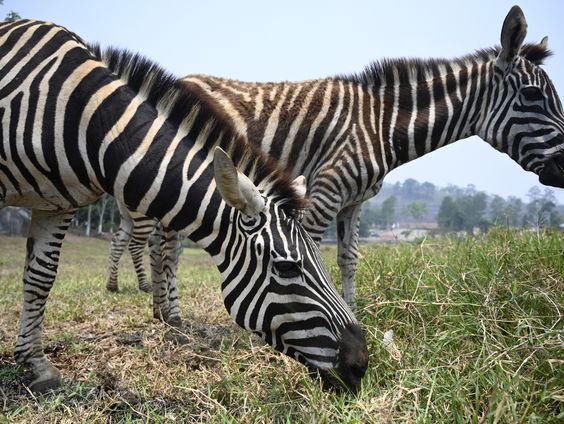 Dierenarts Peter Klaver over het behandelen van een zebra