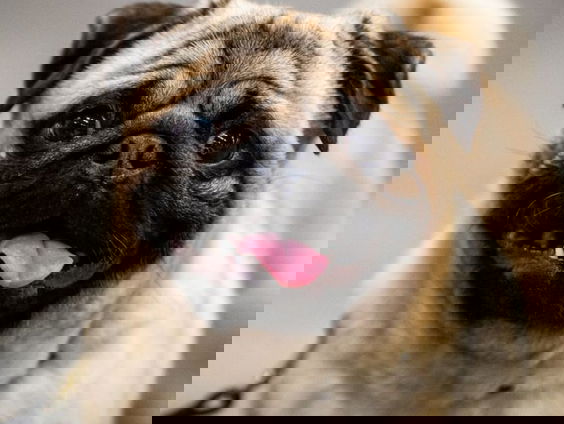 Zo schattig dat het pijn doet, maar niet bij het baasje