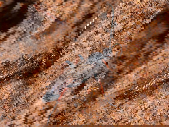 Wespen overwinteren onder boomschors