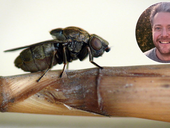 De grote rietsigaargalvlieg is Insect van het Jaar 2026