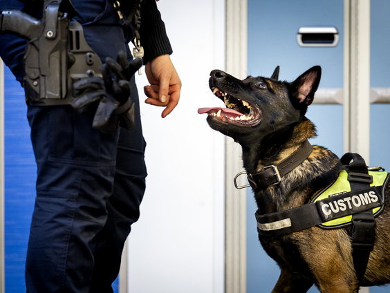Mishandeling van Politiehonden: Onderzoek Zembla onthult continuïteit van gewelddadige training