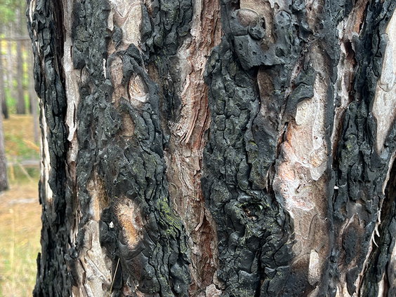 De Schoorlse duinen: 17 jaar na de brand