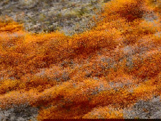 Schimmeldraden als duurzame bouwstenen voor kleding of isolatie