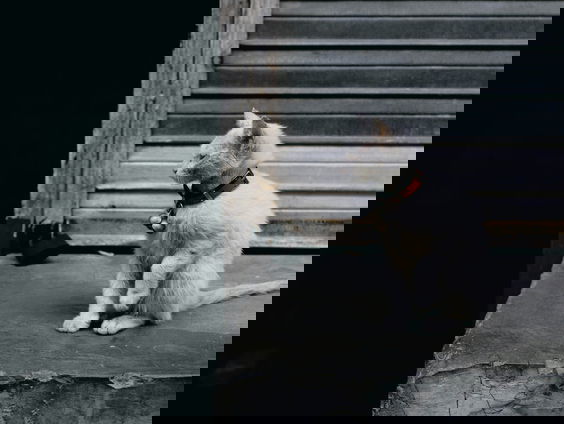 Extreemrechtse Europarlementariërs sluizen jarenlang geld weg naar goede doelen: 'Is het een soort smeerg ...