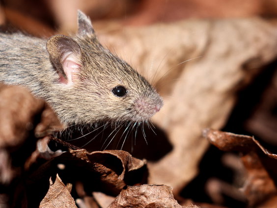 Waarom natuurliefhebbers blij zijn met heel veel muizen
