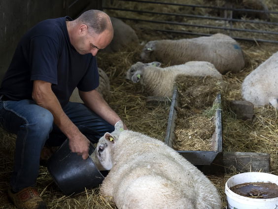 Gezondheidsrisico voor omwonenden geitenhouderij
