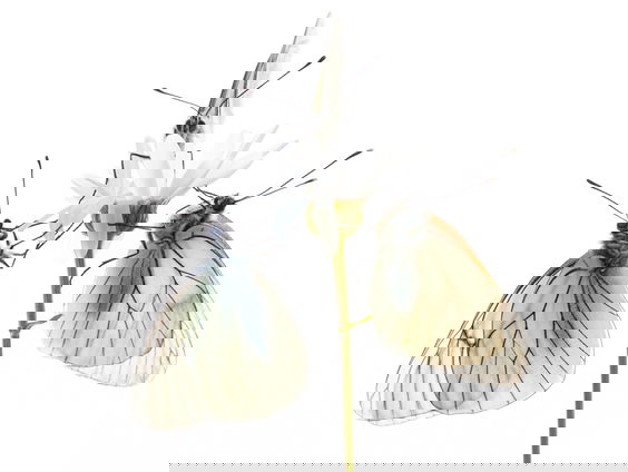 Zeldzame vlinderserie wint Groene Camera 2024