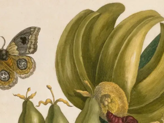 Rijksmuseum heeft nieuwe parel in collectie: Metamorphosis insectorum Surinamensium