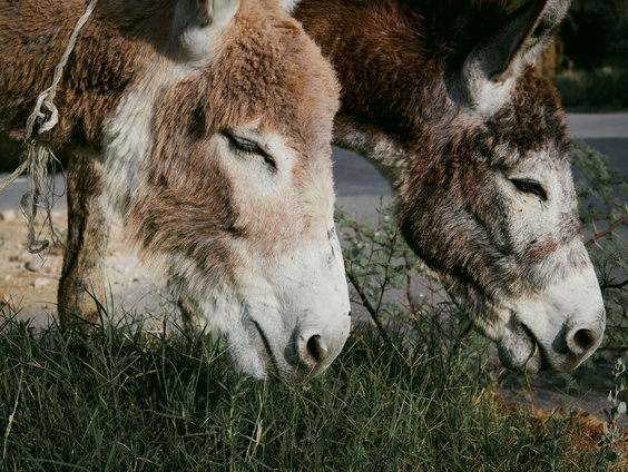 Ezels en rugstreeppadden: De Rotterdamse haven barst van de natuur