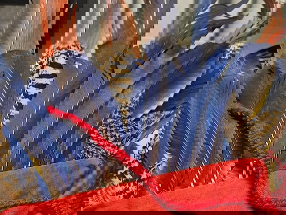 Spullen van beschermde plant- en diersoorten steeds vaker ingeleverd