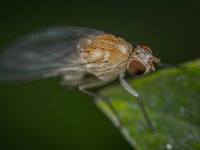 Wat is de reden dat insectenplagen vaker voorkomen bij hitte?