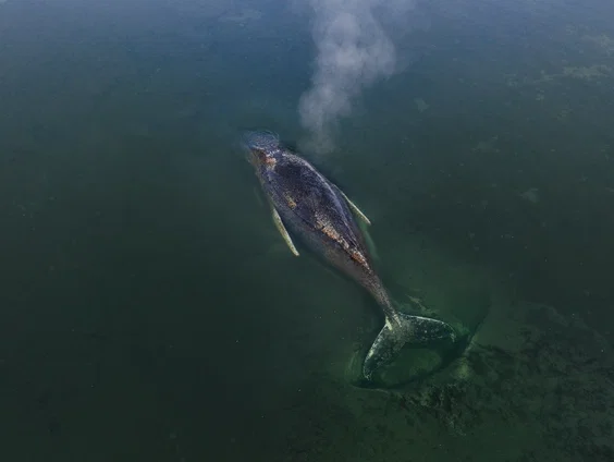 Gestrande bultrug in Duitsland maakt veel los, tóch nog reddingsactie