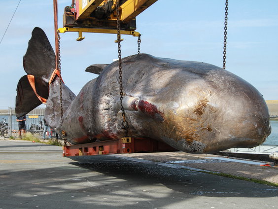 Hoe krijg je een gestrande potvis weg?