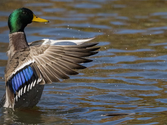 Marjolein de Rooij over het sluiten van de laatste eendenslachterij