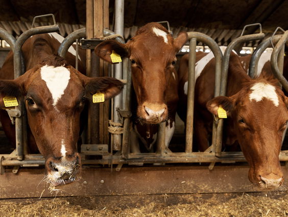 'Afname aantal boeren zorgt voor steeds grotere boerenbedrijven'