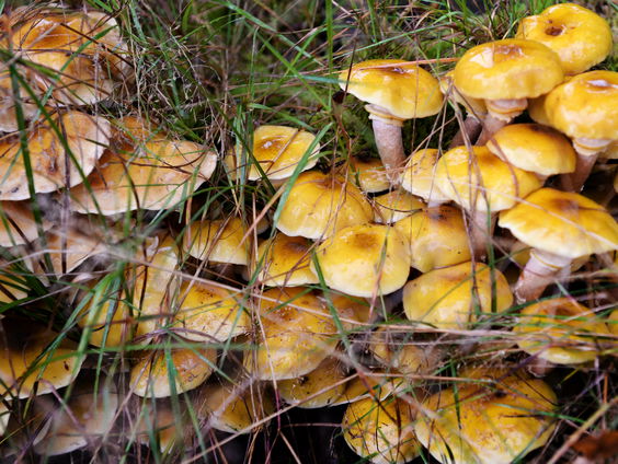 Het paddenstoelenboek: 'Wat zwammen ervan zeggen'