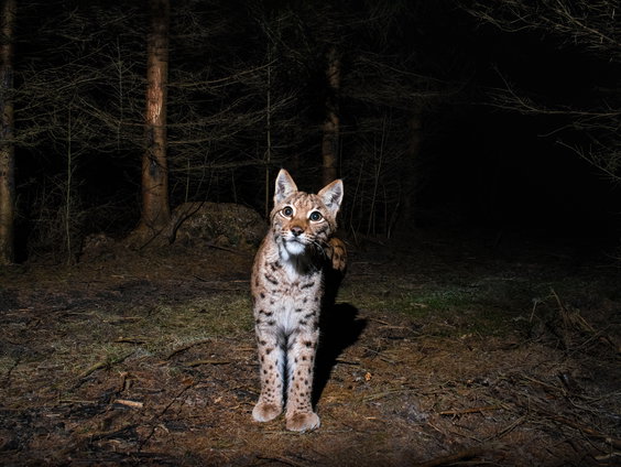 Wat kunnen andere dieren ons leren over de nacht?