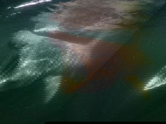 Nieuwe natuurfilm: De Wilde Noordzee