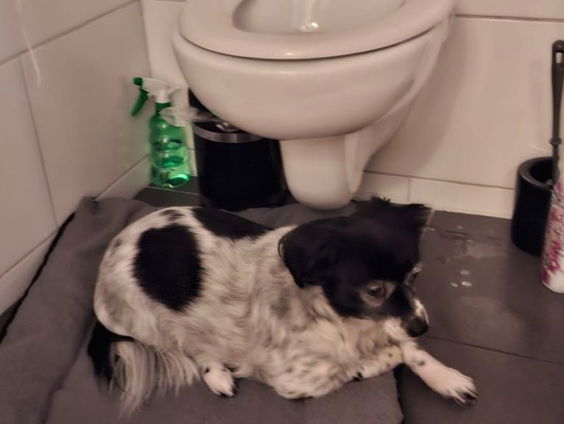 Op zoek naar vermiste honden die zijn weggerend door vuurwerk