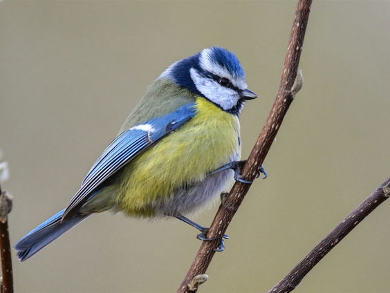 Waarom nu de ideale tijd is om vogelgeluiden te leren herkennen
