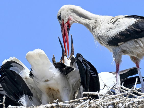 Hoeveel ooievaars overwinteren in Nederland?