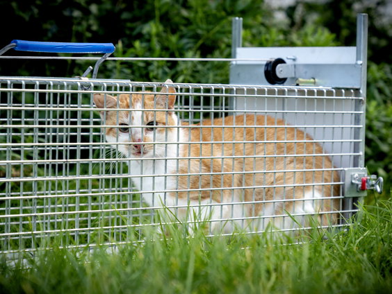 Overijssel wil zwerfkatten laten afschieten