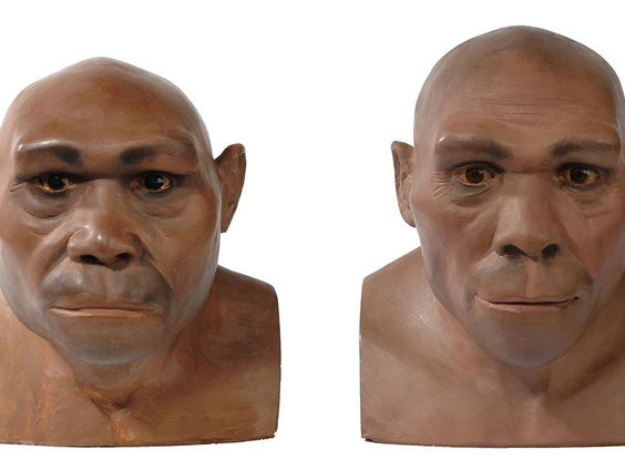 Oermensachtige homo erctus gedroeg zich veel moderner dan gedacht