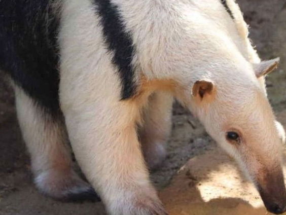 Bioloog Tim Reimes zoekt al dagen naar ontsnapte boommiereneter