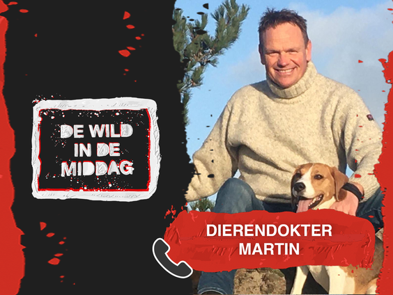 Dierendokter Martin over op vakantie gaan met huisdieren: "Gewoon die kat thuis laten"