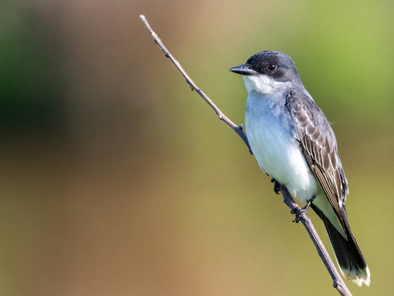 Jurylid NK vogelfluiten Anne Nijs over vogelimitaties en slimme AI analyse