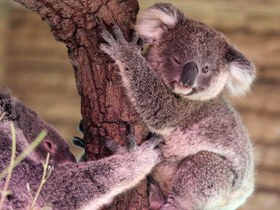 Koala's in Rhenen: "Belangrijk voor bewustwording en natuurbescherming"