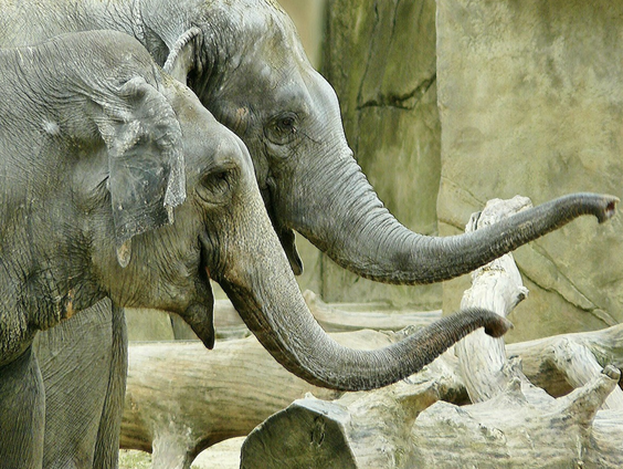 Dierentuinontwerper Rick ontwierp een nieuw olifantenverblijf